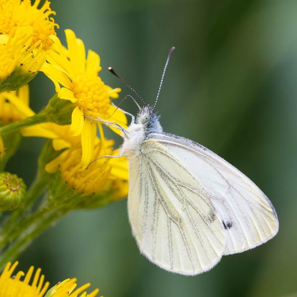 Klein geaderd witje (Pieris napi)